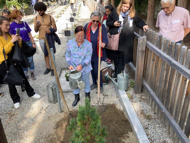 Die Zirbe hat der Landesforstgarten gespendet. Foto: Stangl