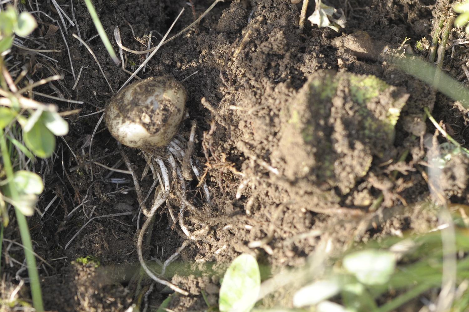 Der Dolden-Milchstern soll im Fr&uuml;hling bl&uuml;hen/Ein Garten im Wald. Foto: Annelies Senfter