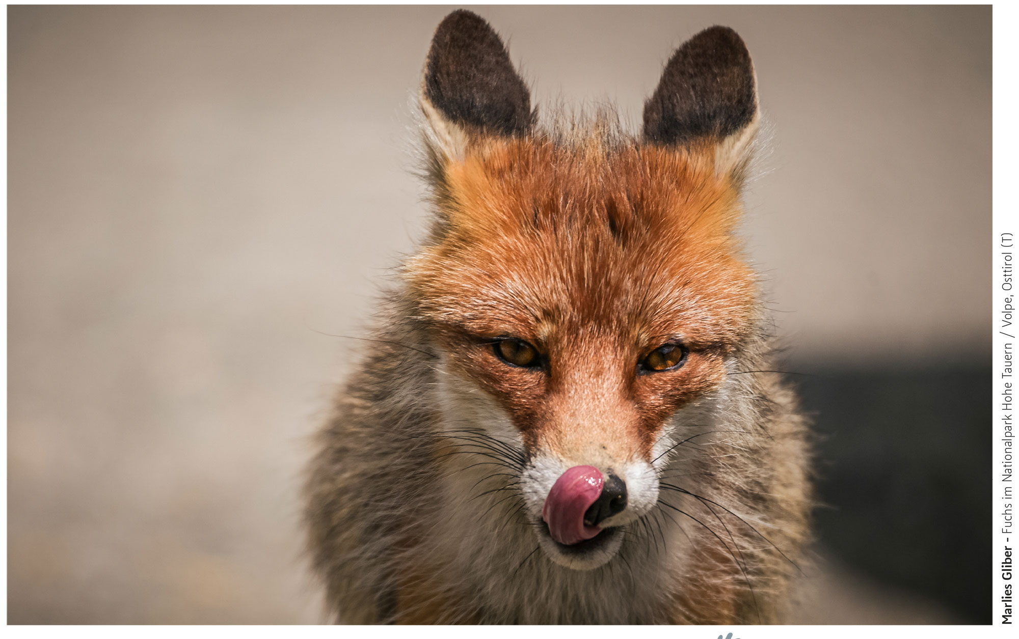 Gliber-Marlies-Euregio-Kalender-2024-Calendario-dell-Euregio-12