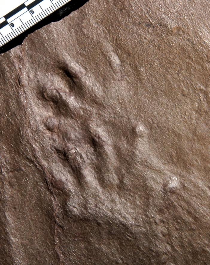 Amphisauropus, die h&auml;ufigste Ur-Saurierf&auml;hrte von K&ouml;tschach-Mauthen; Foto: Sebastian Voigt