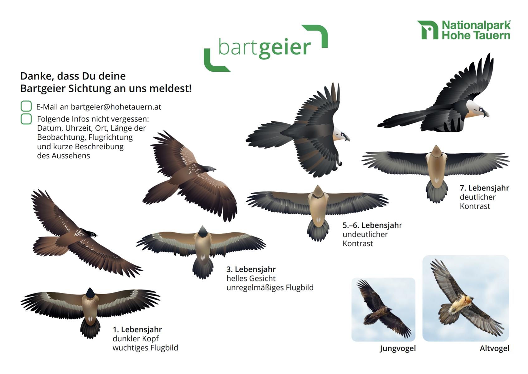 Der Bartgeier, Grafik:: NPHT