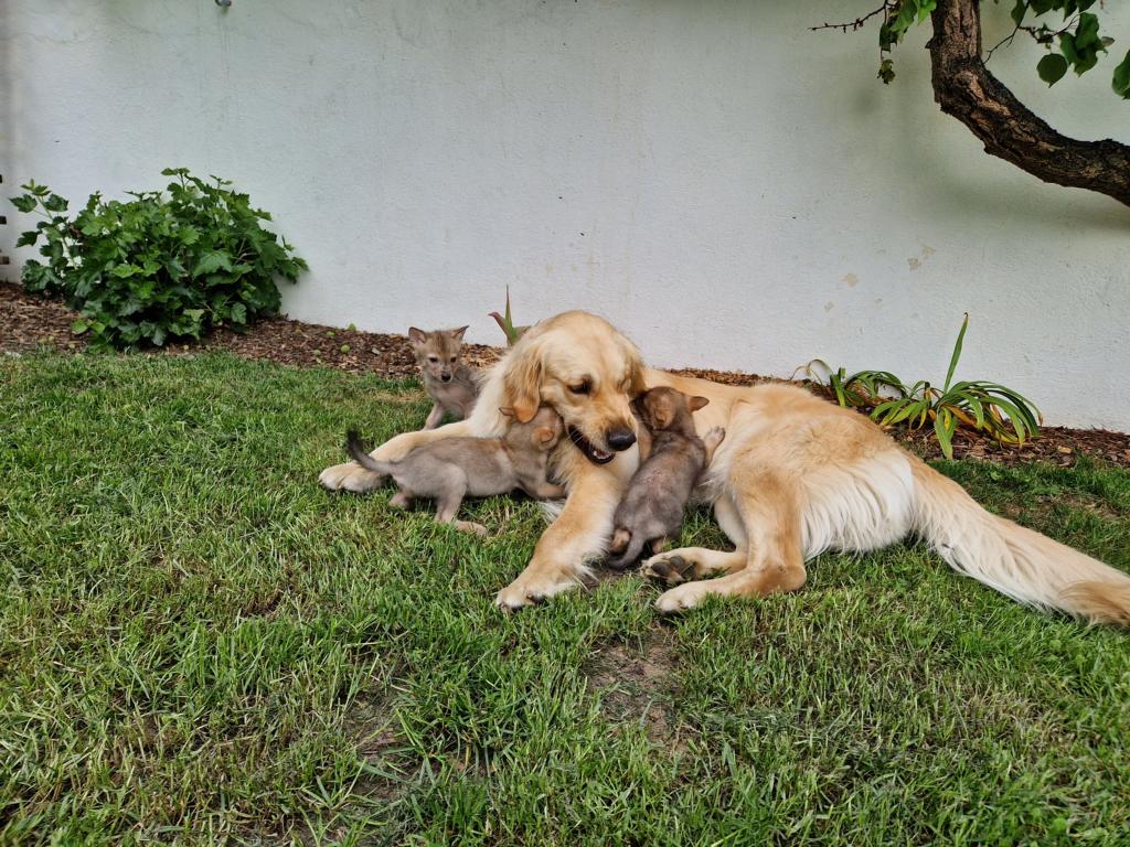 Aufwachsen mit "Familienanschluss". Foto: Wildpark Assling