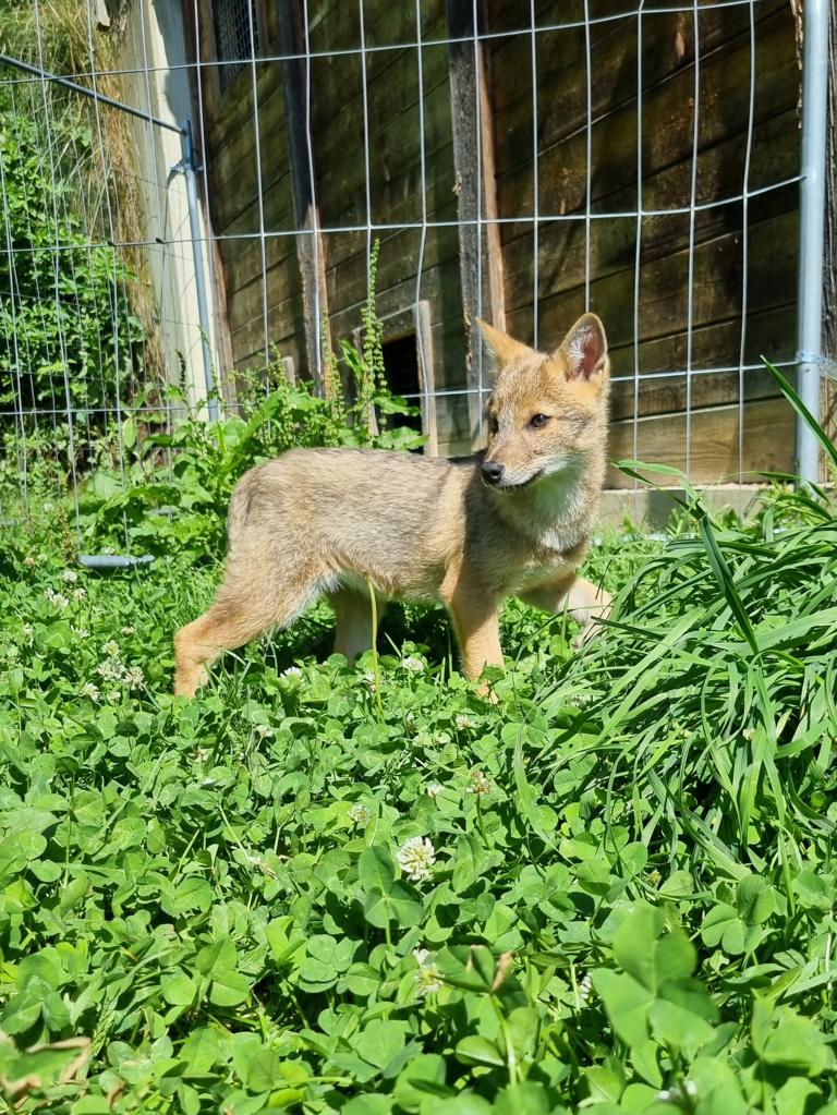 Auf Entdeckungstour im Gehege. Foto: Wildpark Assling