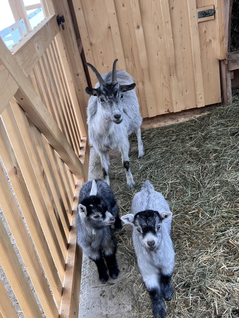Die Blobe "Blaue" Ziege geh&ouml;rt zu den seltenen Nutztierrassen. Foto: Wildpark Assling