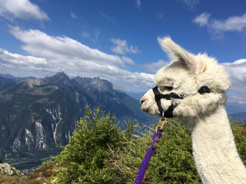 Mit den Tieren sind auch Wanderungen m&ouml;glich, wie hier auf der H&ouml;feralm oberhalb von Zwickenberg.