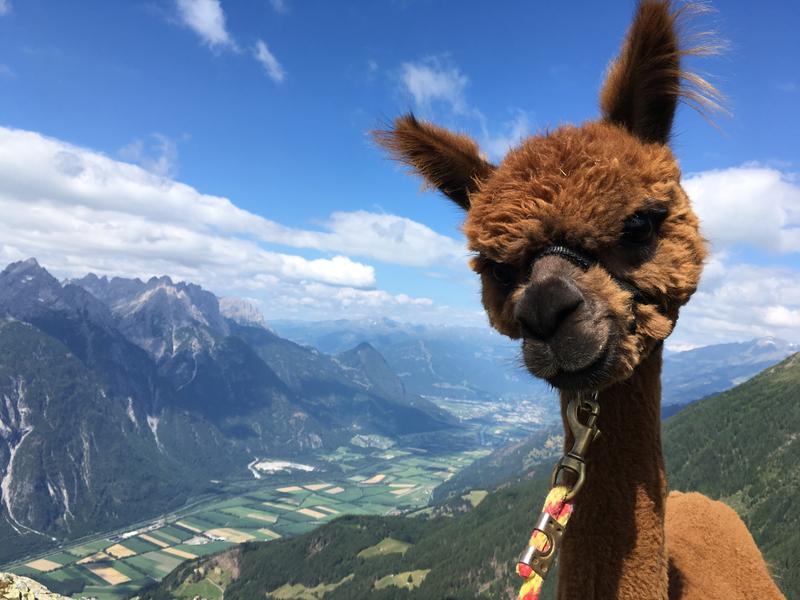 Mit den Tieren sind auch Wanderungen m&ouml;glich, wie hier auf der H&ouml;feralm oberhalb von Zwickenberg.