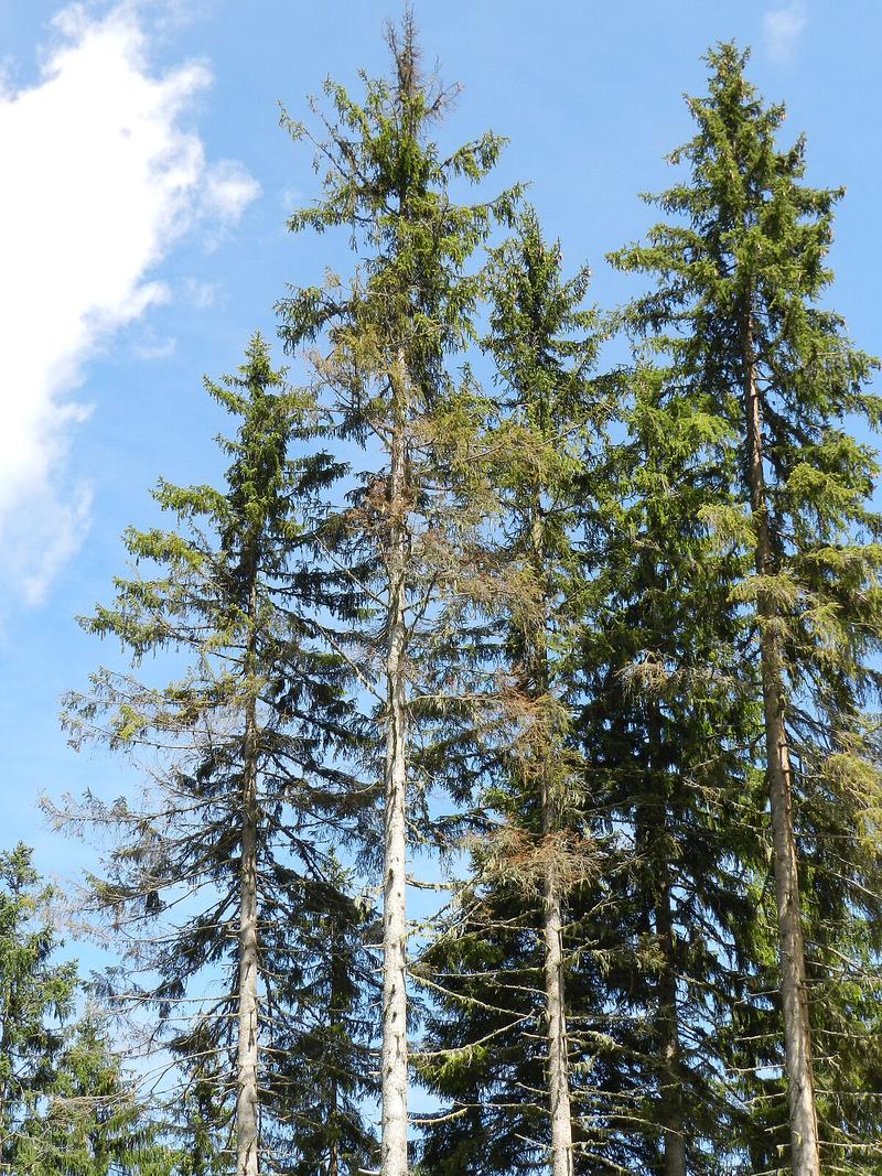 An den lichten Baumkronen erkennt man den Borkenk&auml;ferbefall.