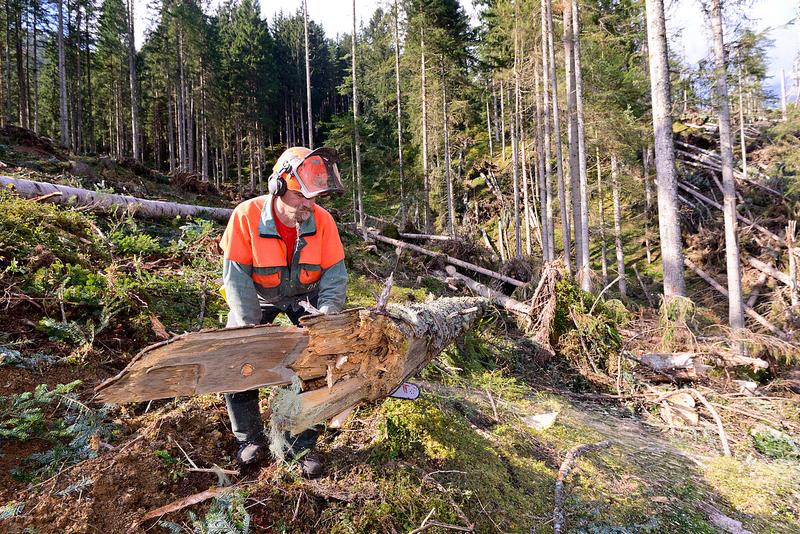 Fast in jeder Waldparzelle findet man noch liegendes Schadholz.
