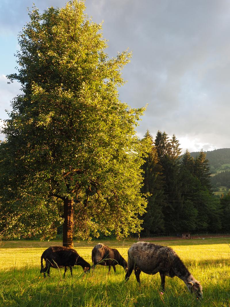 Kletzenbirnenb&auml;ume gibt es in verschiedenen Sorten. Diese alte Kulinarik im Gailtal wird nun untersucht. .