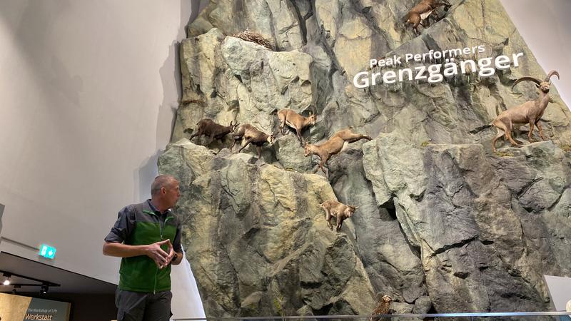 In der beeindruckenden Ausstellung erf&auml;hrt man viel Wissenswertes &uuml;ber den &bdquo;K&ouml;nig der Alpen&ldquo;.