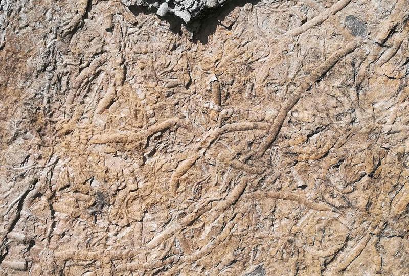 &Uuml;ber 300 Mio Jahre alt sind die Versteinerungen