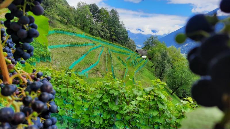 Rund 2.000 Rebst&ouml;cke gedeihen auf K&auml;rntens h&ouml;chstgelegensten Weinberg (880 m Seeh&ouml;he).
