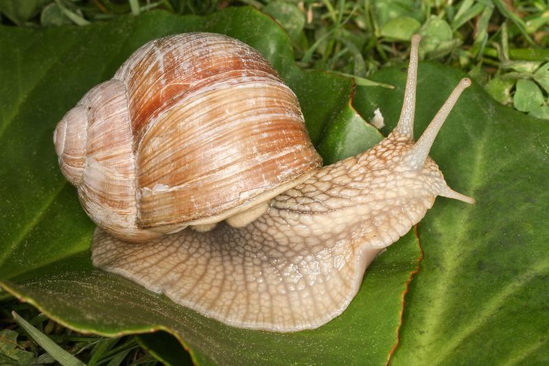 Die Weinbergschnecke wurde zum &bdquo;Weichtier des Jahres 2021&ldquo; gemacht, um auf die unbekannte Welt der Weichtiere aufmerksam zu machen. In den Alpen kann man sie bis in eine H&ouml;he von 2.000 m finden. Die Weinbergschnecke steht in &Ouml;sterreich unter strengem Natu