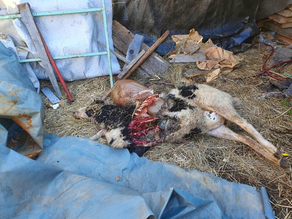 In der Gemeinde Stall spricht man von mittlerweile 14 Nutztierrissen durch einen mutma&szlig;lichen Wolf. DNA-Proben wurden genommen. Bild: privat