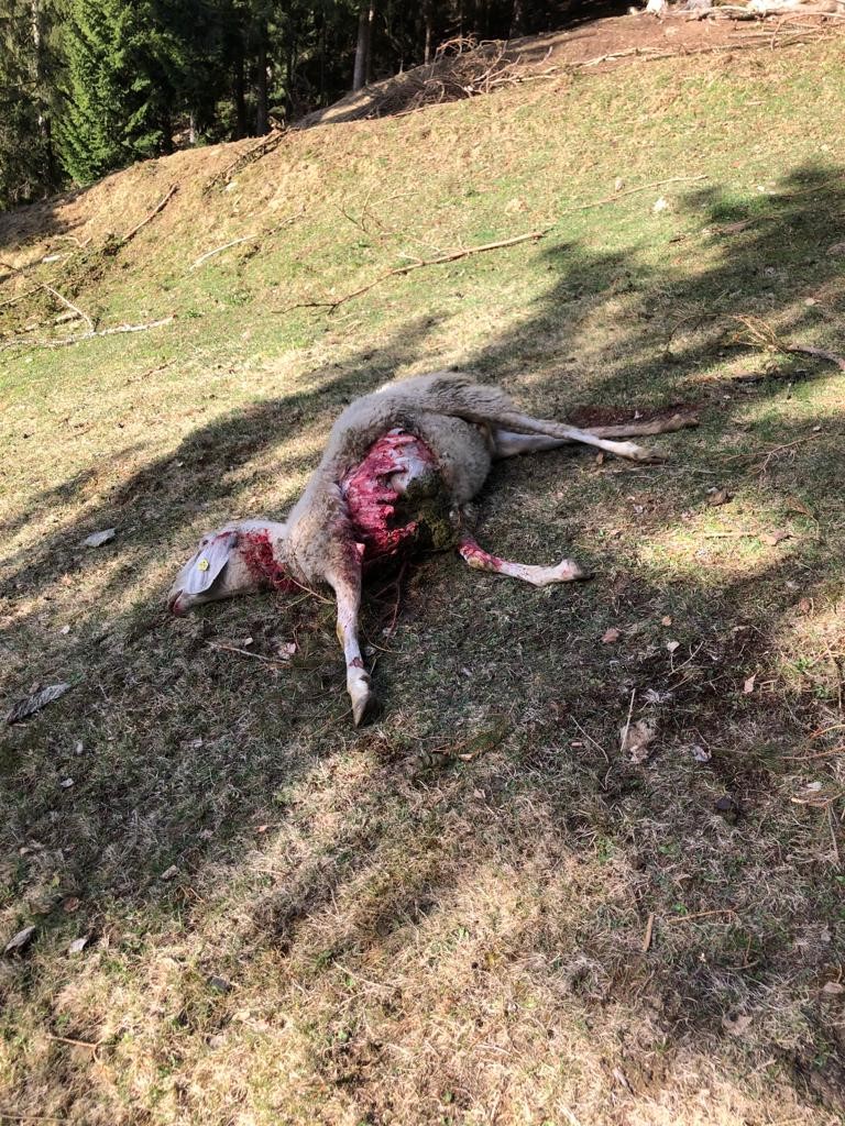 In der Gemeinde Stall spricht man von mittlerweile 14 Nutztierrissen durch einen mutma&szlig;lichen Wolf. DNA-Proben wurden genommen. Bild: privat