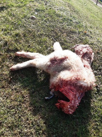 In der Gemeinde Stall spricht man von mittlerweile 14 Nutztierrissen durch einen mutma&szlig;lichen Wolf. DNA-Proben wurden genommen. Bild: privat