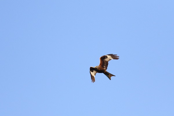 Der Rotmilan br&uuml;tet wieder im Raum Lurnfeld. Fotos: Jagdverein Lieserhofen