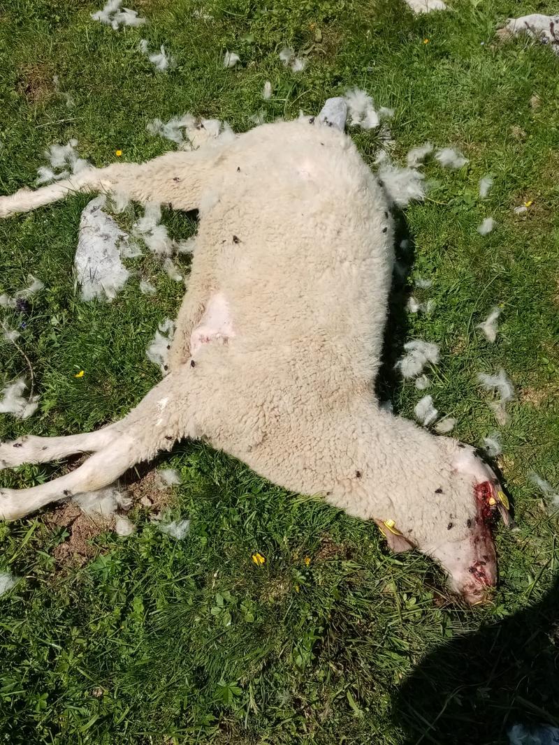Schafbauern auf der Poludnig Alm fanden in den letzten drei Wochen &uuml;ber 30 gerissene oder verletzte Schafe. Foto: Simschitz