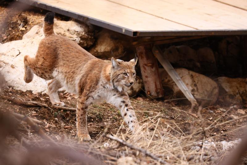 Foto: Davorin Tome/WWF