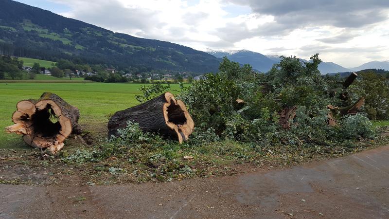 Die erste Litzlhof-Linde fiel 2012 einem Sturm zum Opfer, die zweite musste 2015 aus Sicherheitsgr&uuml;nden gef&auml;llt werden. Foto: BZ Litzlhof