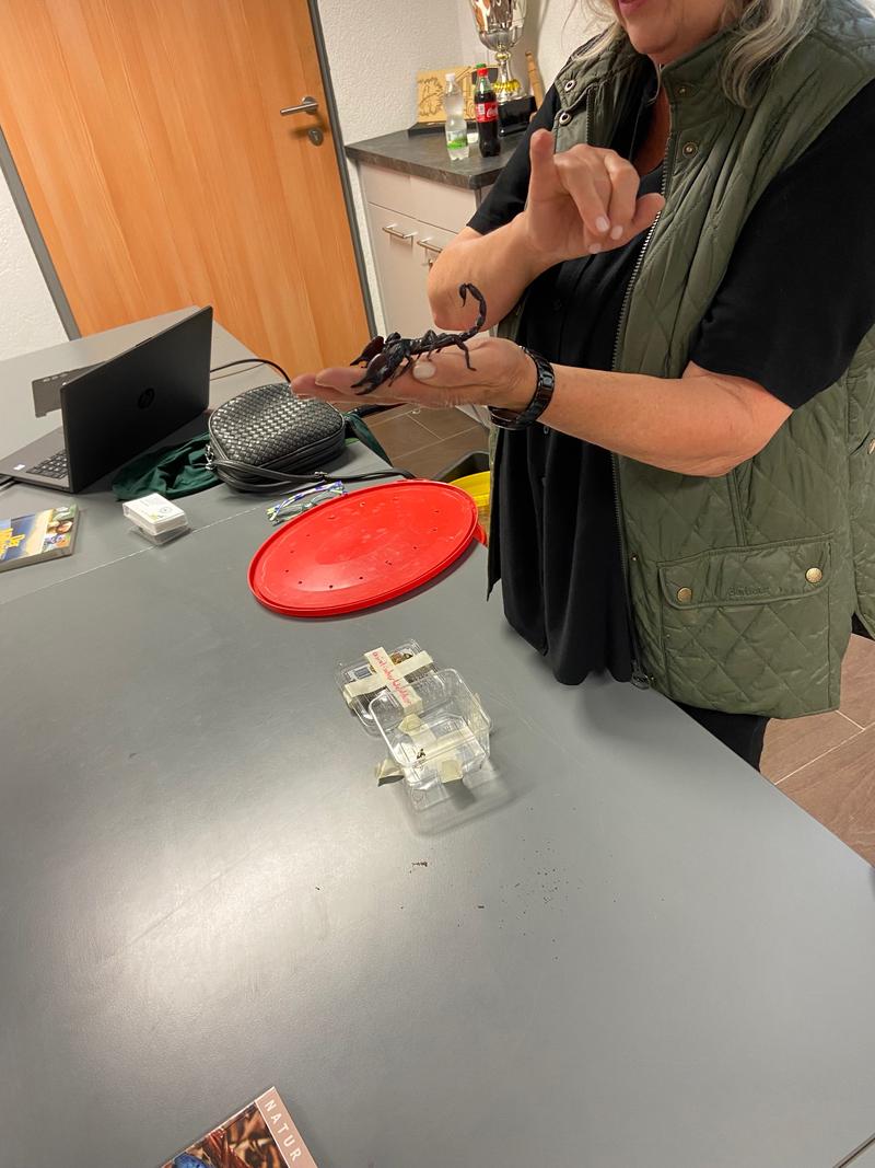 Lieserhofen Schlangen Spinnen und Co (3)