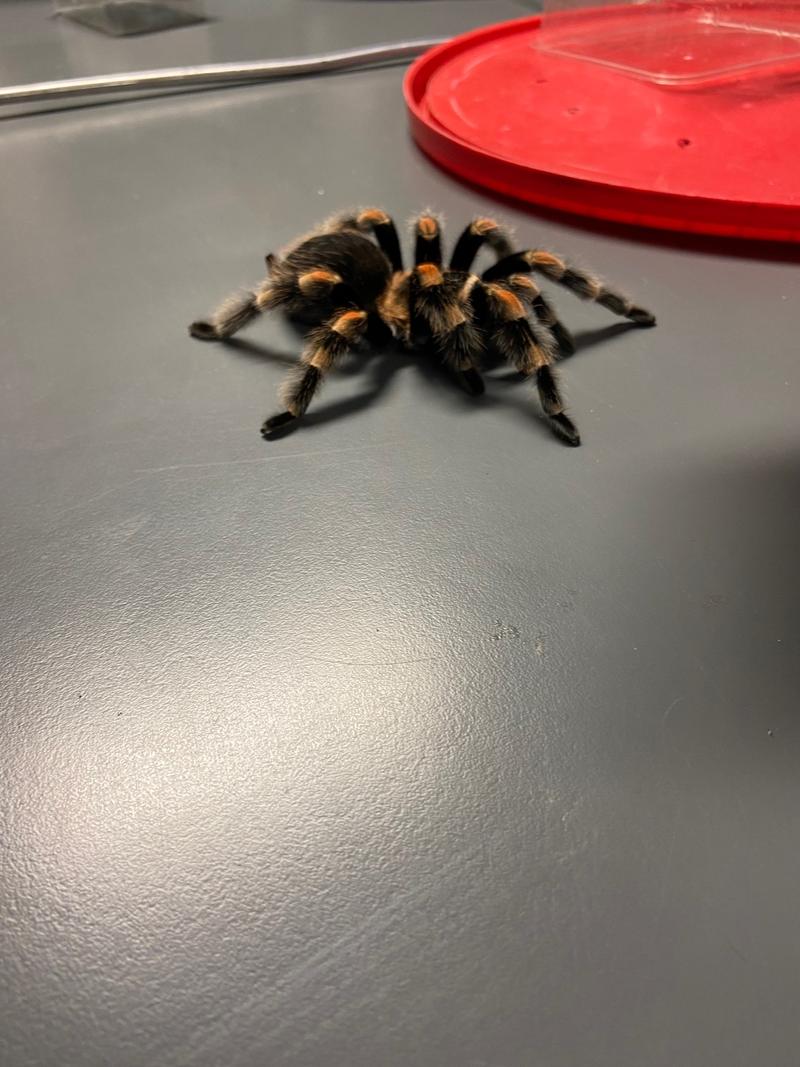 Lieserhofen Schlangen Spinnen und Co (4)