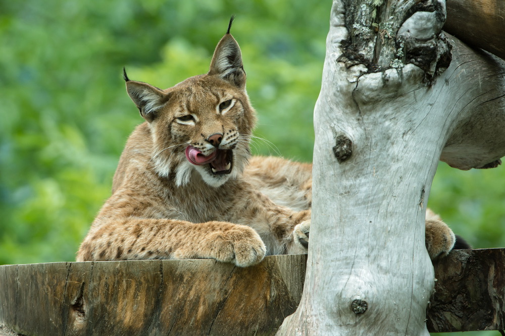 &bdquo;Tierischer&ldquo; Rundgang im Tierpark Assling. Foto: Zupanc