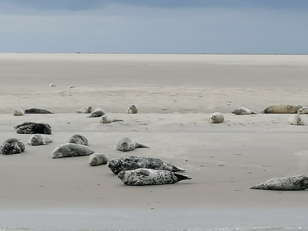 Die Wunderwelt Watt wurde den Sch&uuml;lern erkl&auml;rt.