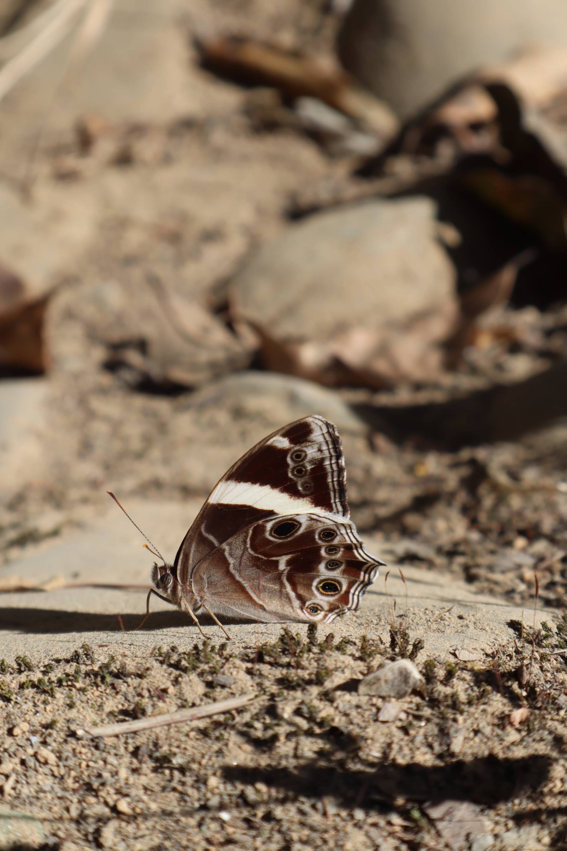 Fr&uuml;hlingsbote auf 2500 Meter in Dhulikhel Nepal Foto: Zanon