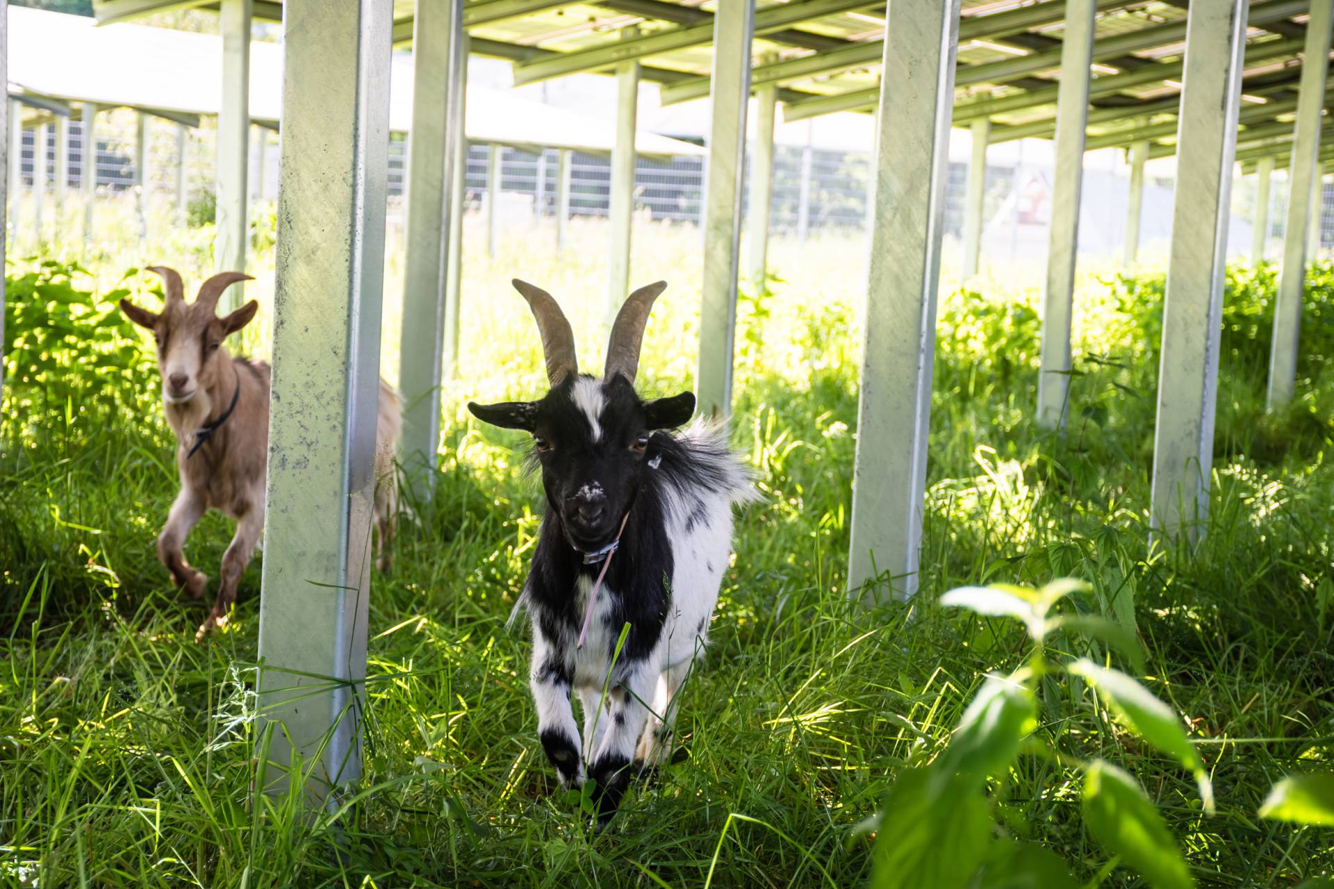 Auch unter den PV-Kraftwerken geht es "&ouml;kologisch" zu. Foto: AAE