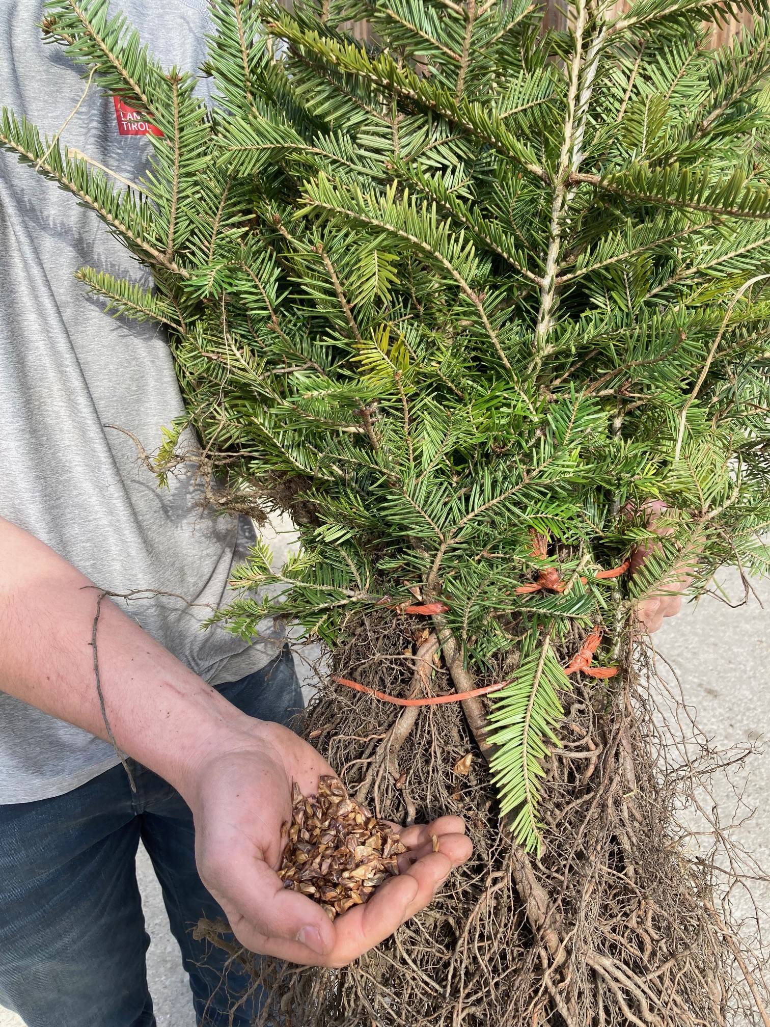 Von den Tannensamen bis zur fertigen Jungpflanze, die im Wald gesetzt werden kann, dauert es bis zu f&uuml;nf Jahre. Foto: Stangl