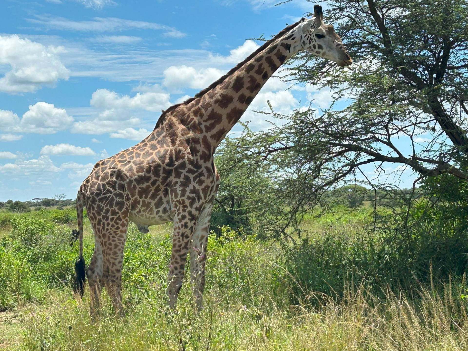 Nat&uuml;rlich blieb gen&uuml;gend Zeit, um sich die afrikanische Tierwelt anzuschauen.