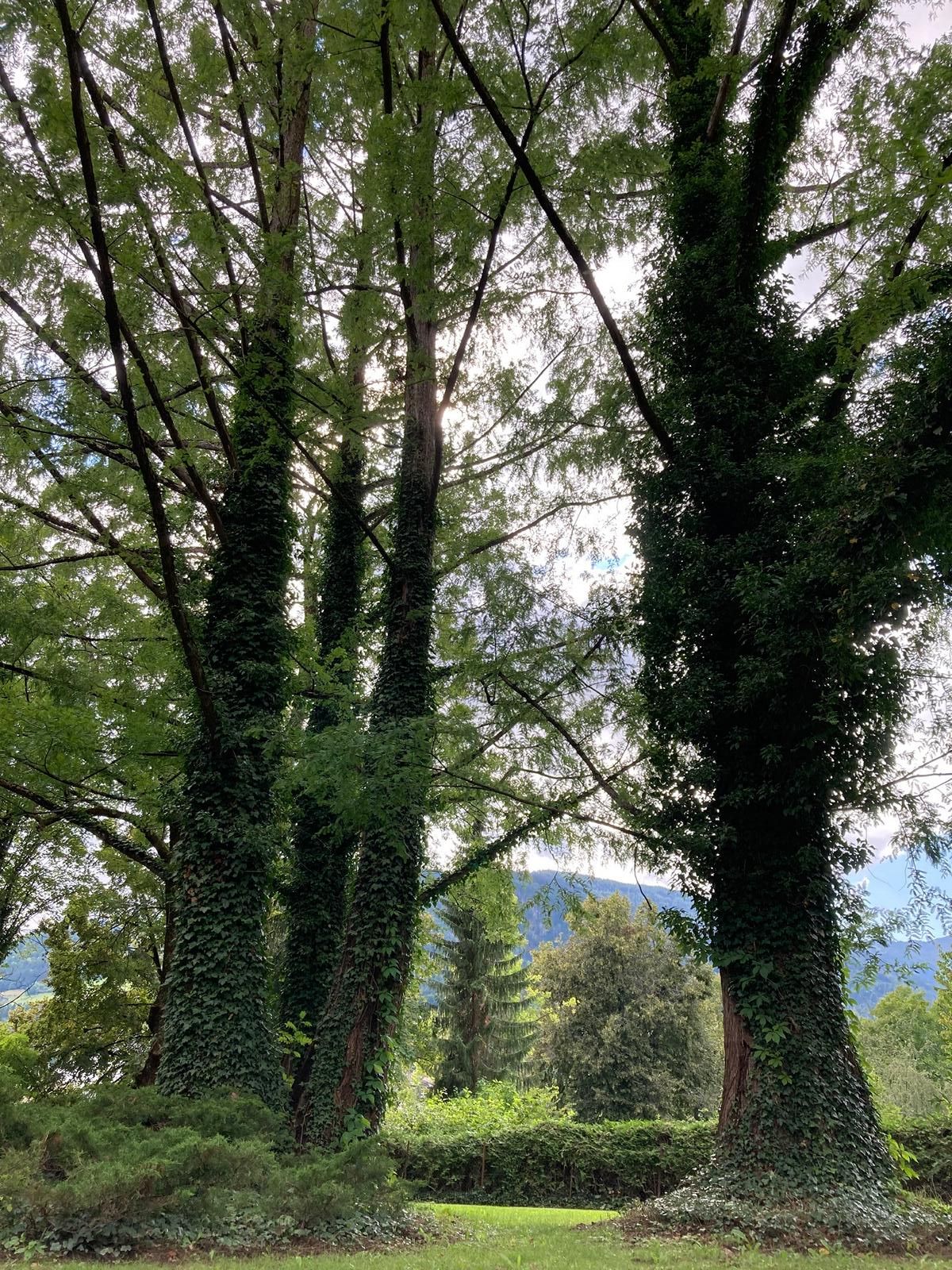 Die 3 Mammutb&auml;ume wachsen am Iselkai neben dem Schmetterlingsbrunnen. Foto: Stangl