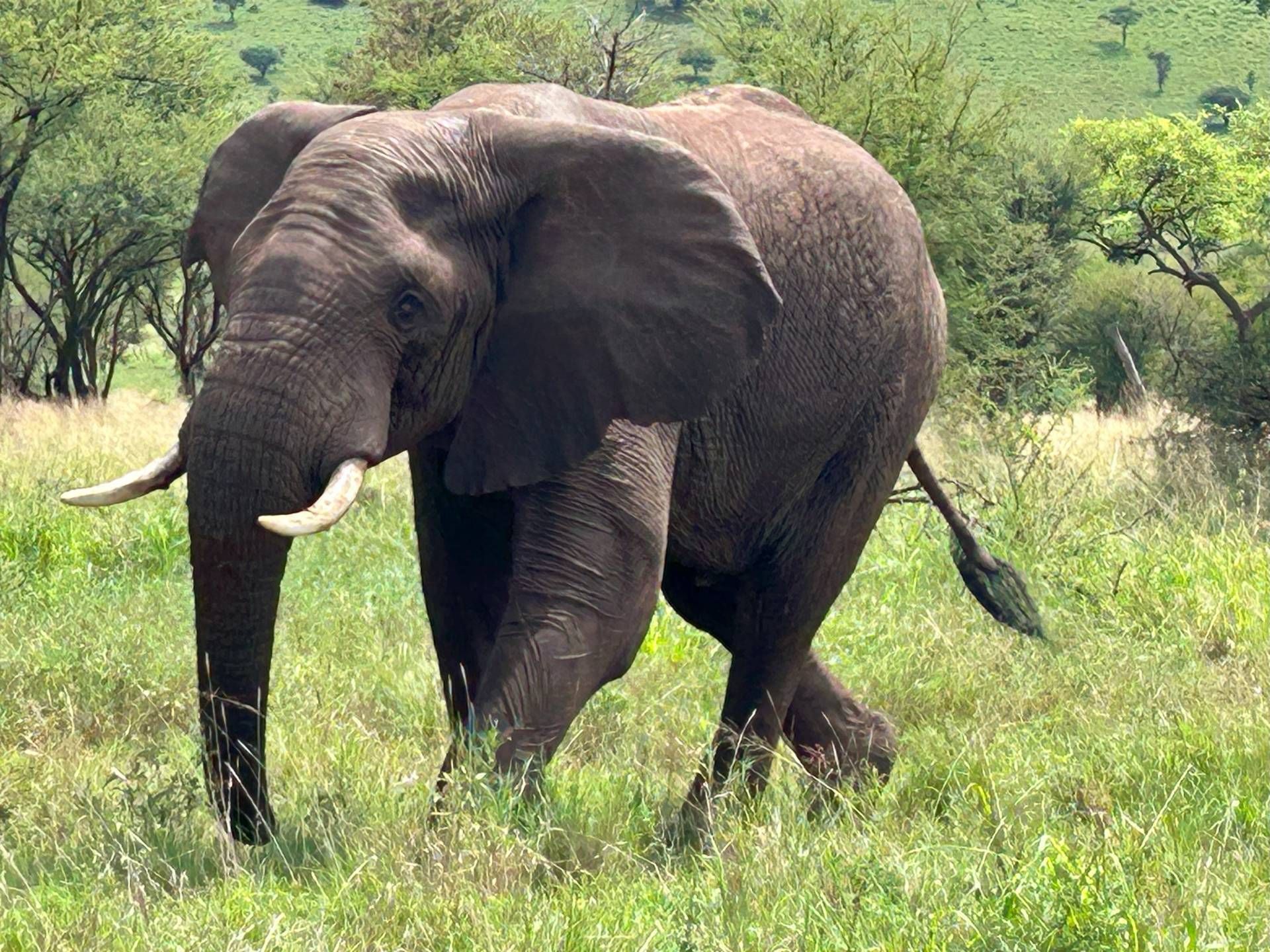 Nat&uuml;rlich blieb gen&uuml;gend Zeit, um sich die afrikanische Tierwelt anzuschauen.