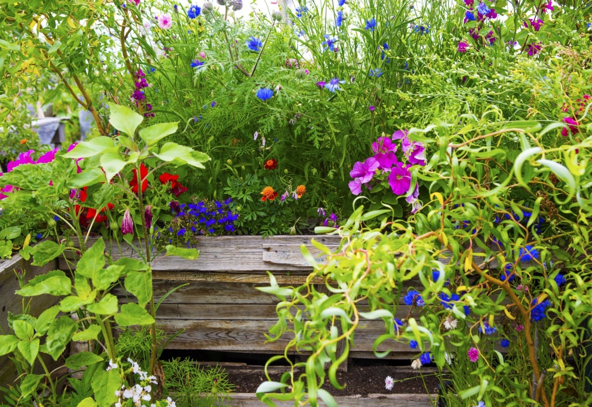 Heimische Wildpflanzen im eigenen Garten genie&szlig;en