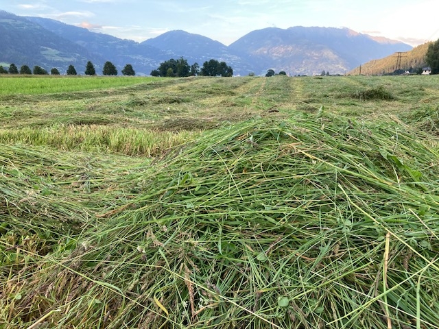 Heuernte fordert die Bauern