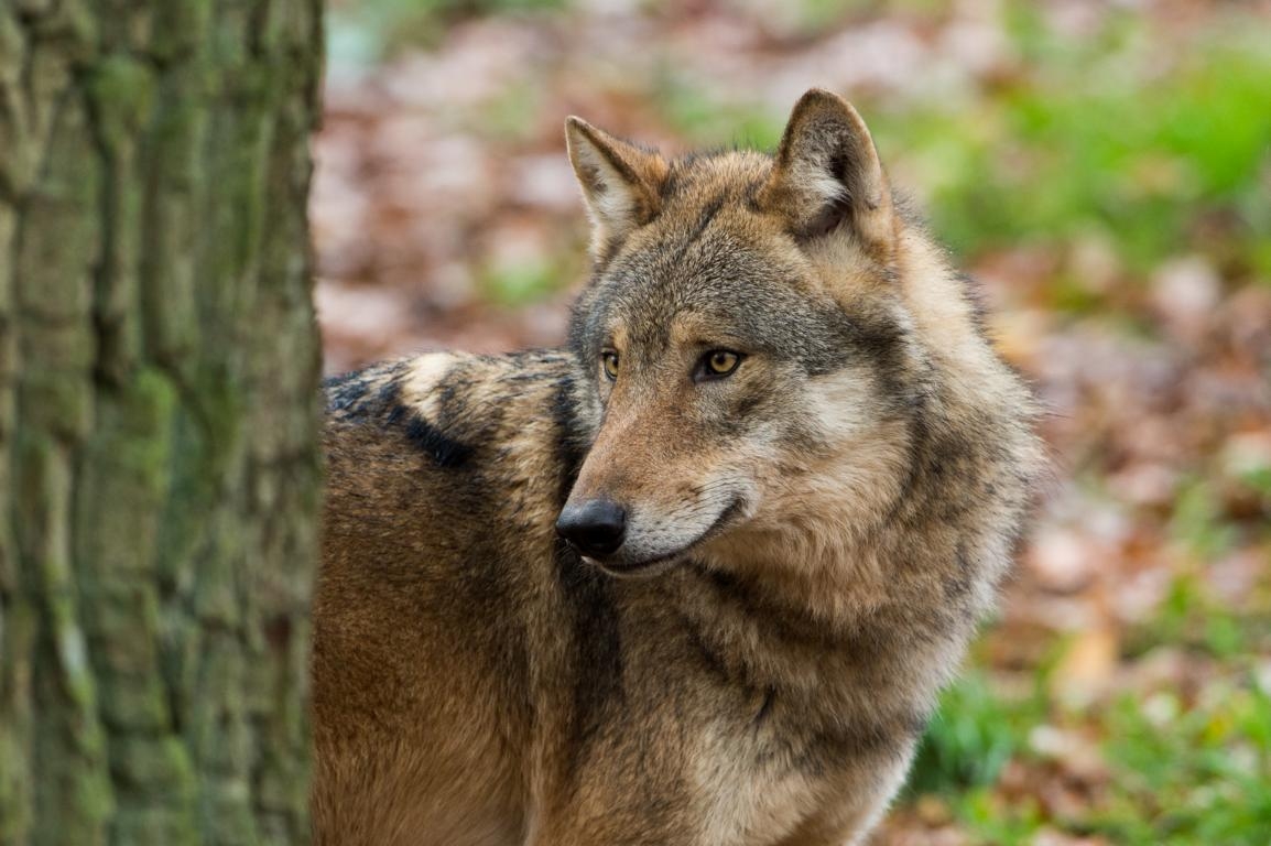 1.000 Euro als Ansporn f&uuml;r Wolfsabschuss