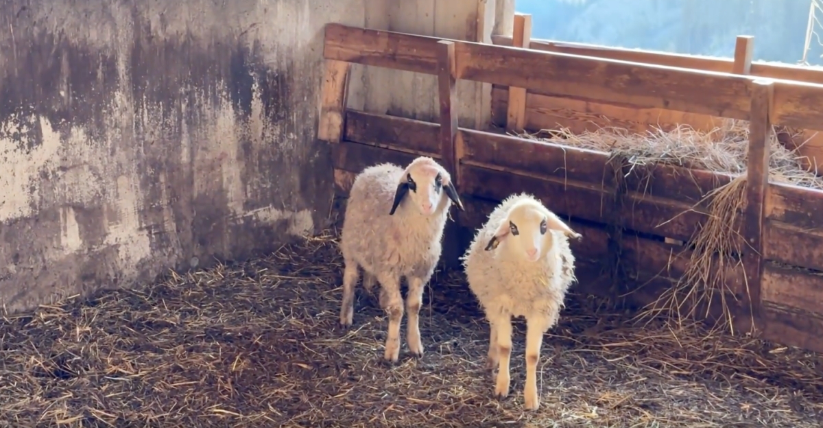 Wolf im Villgratental gem&auml;&szlig; Verordnung erlegt