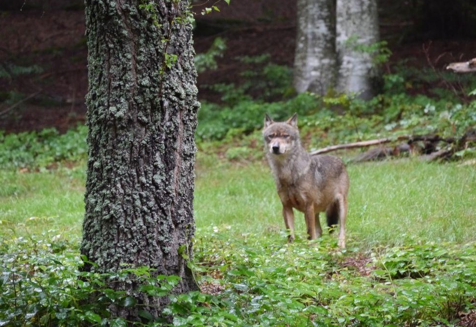 Weiterer Wolf in Osttirol zum Abschuss freigegeben