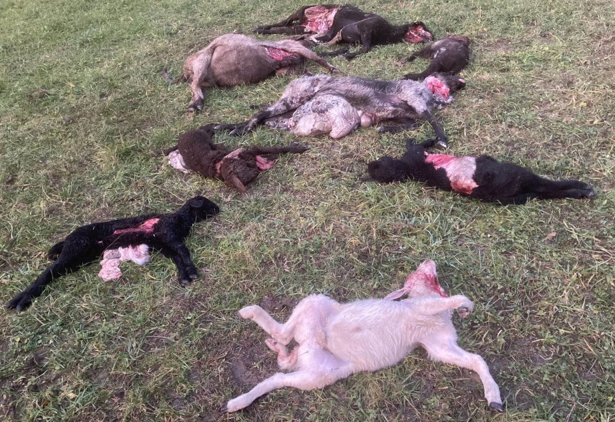 Weitere Schafe in Bannberg gerissen