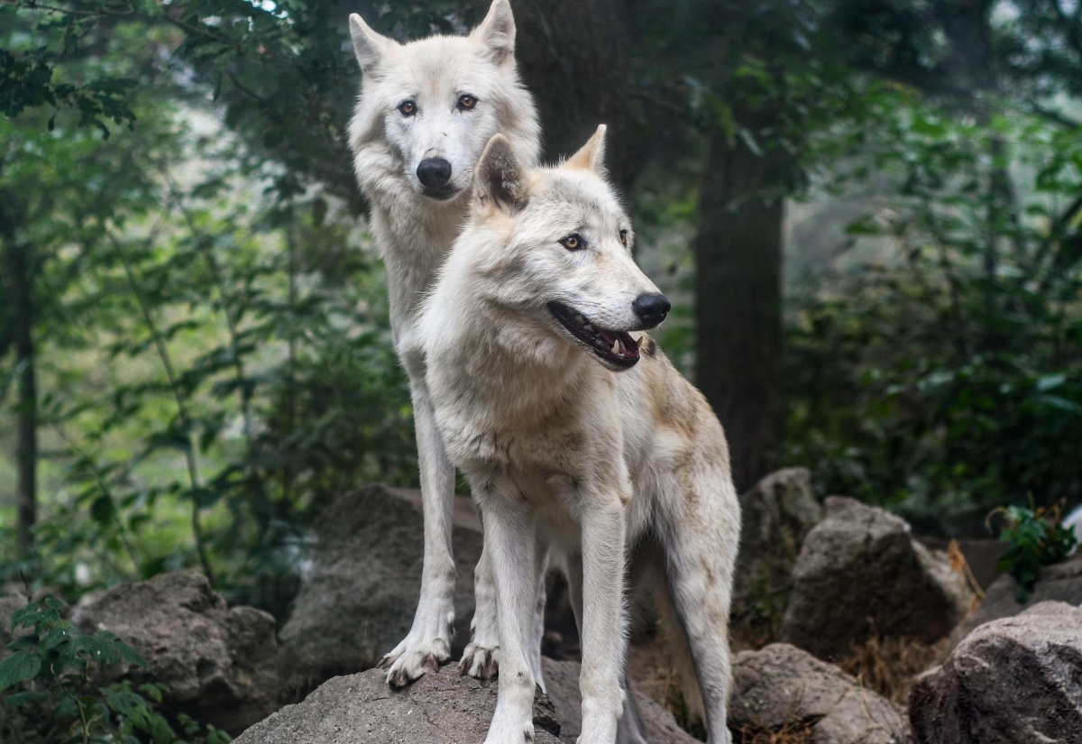 Gro&szlig;e Protestveranstaltung gegen die Wolfspolitik 