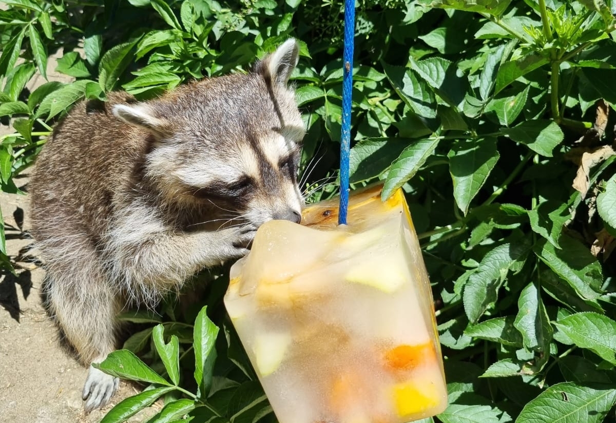 &bdquo;Eiszeit&ldquo; im Wildpark Assling 
