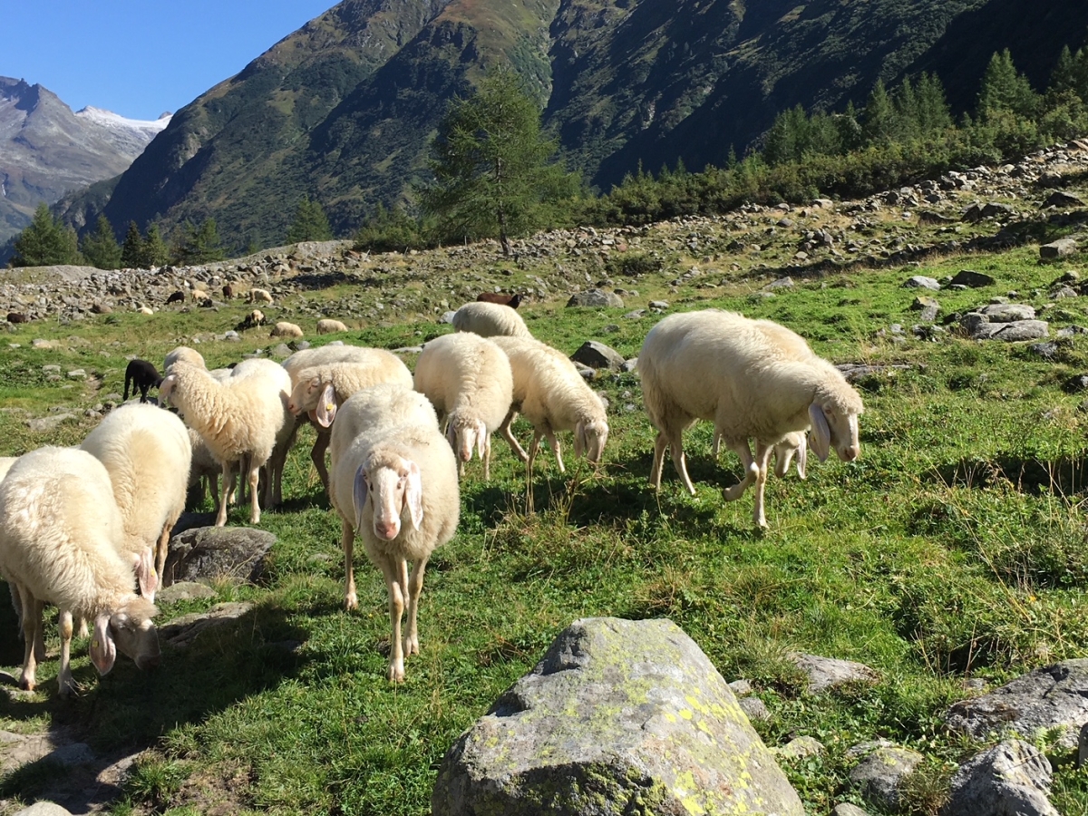 Wolfsverdacht auf Schafalmen in Matrei in Osttirol