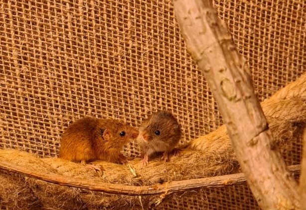 Winziger Nachwuchs im Wildpark Assling