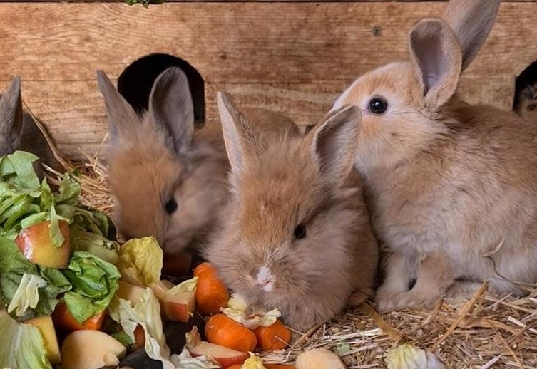 Fr&uuml;hlingserwachen im Wildpark Assling