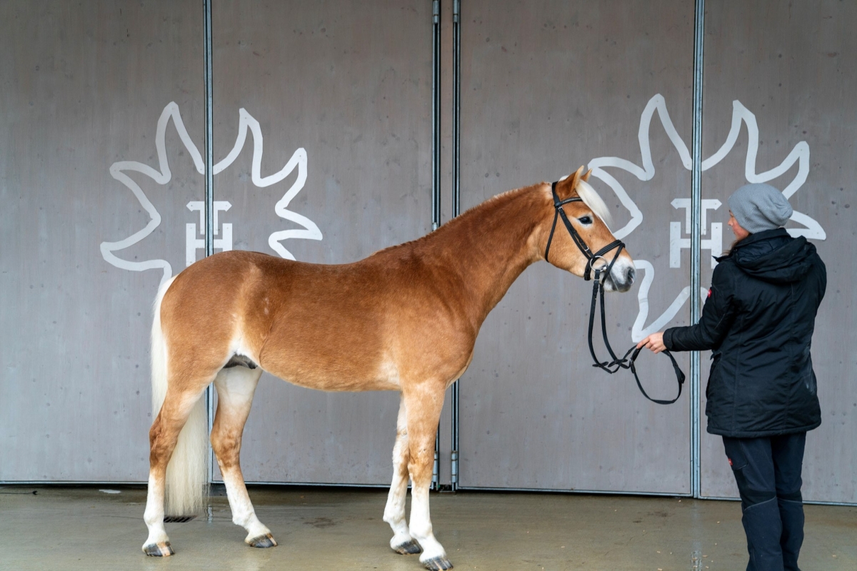 Erfolg f&uuml;r Osttiroler Haflingerzucht