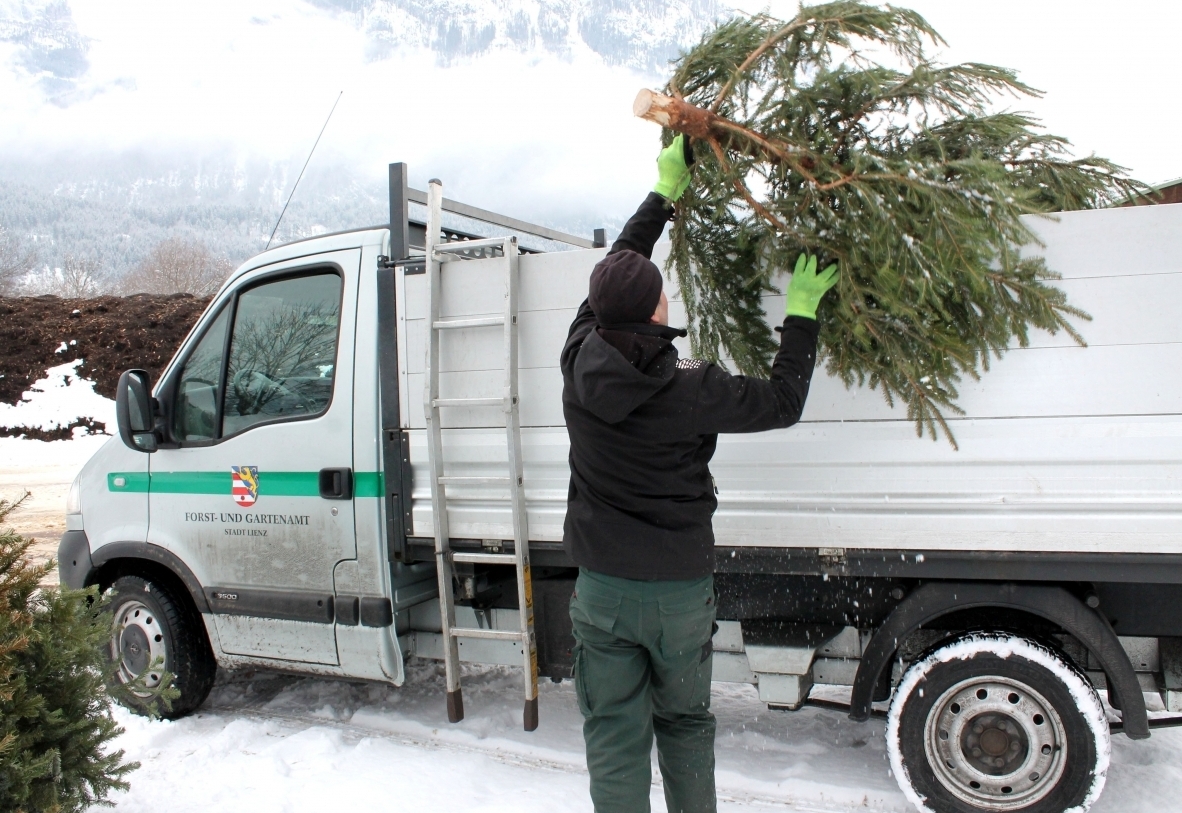 In Lienz werden Christb&auml;ume zu Komposterde