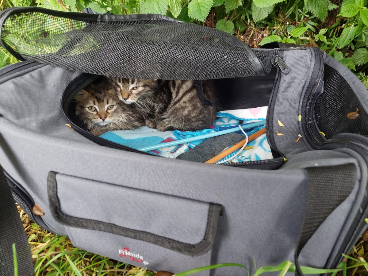 Aussetzen von Katzen im Bezirk Spittal/Drau