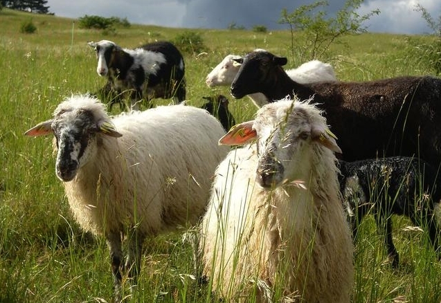 Das sind die Arten des Jahres 2021