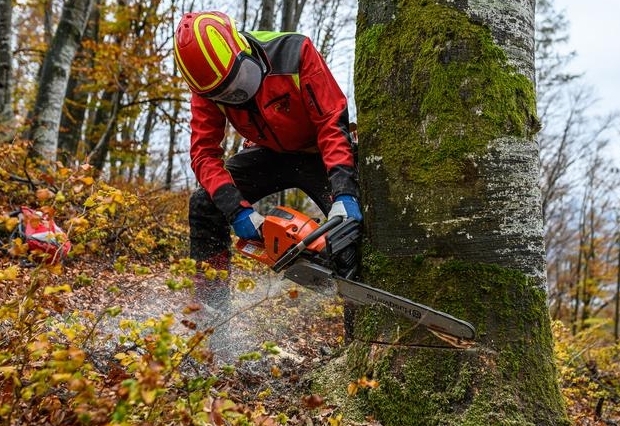 J&auml;hrlich 1.500 Verletzte beim Waldarbeiten